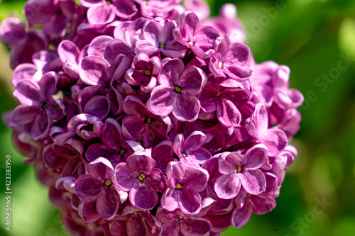 Fototapeta Naklejka Na Ścianę i Meble -  Small flowers of purple lilac, collected in a beautiful brush.