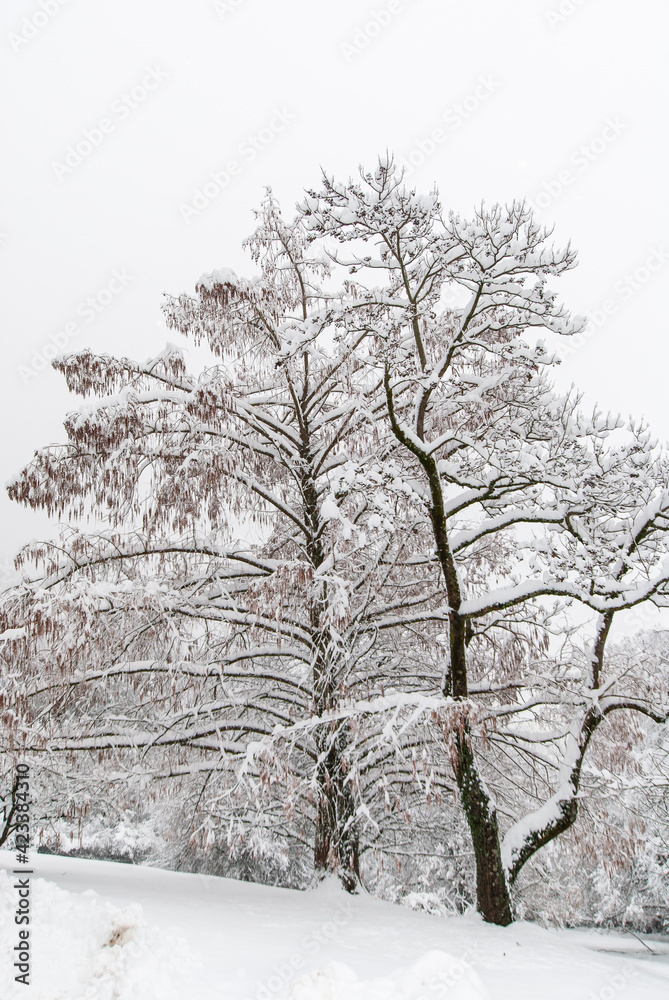 Snow-covered trees in a hilly park in hazy weather.