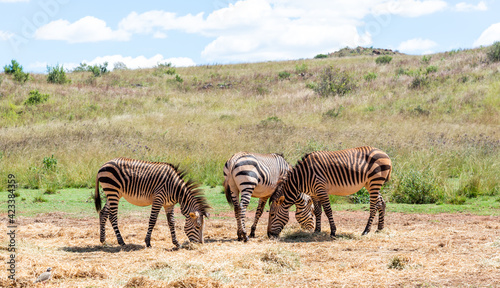 Mountain zebras  photographed in South Africa.