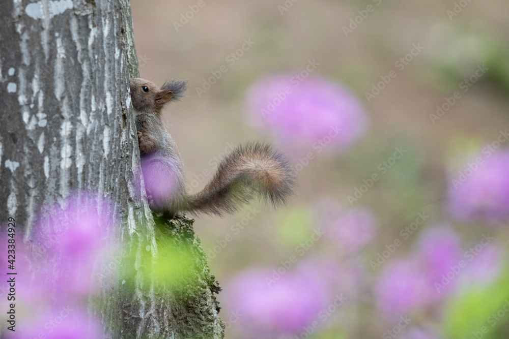 Obraz premium エゾリスの子供