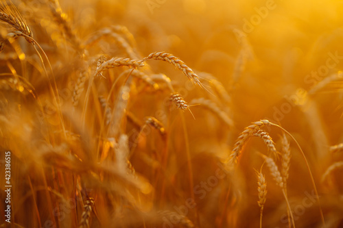 Sunset Gold wheat field. Agriculture. Harvesting.