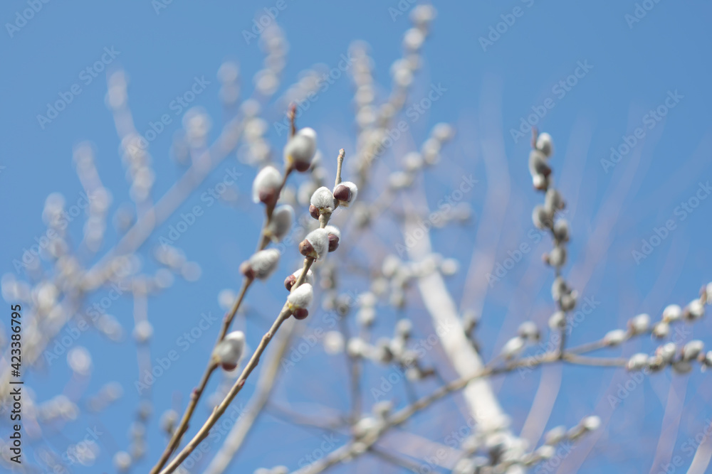 Fototapeta premium Blooming pussy willow in early spring on a sunny day.