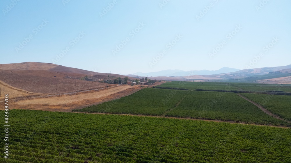 Fototapeta premium Sicilian vineyards