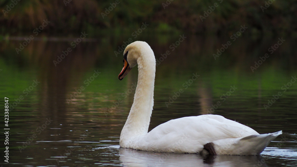 Cadre romantique autour d'un lac, sur lequel navigue paisiblement un cygne blanc