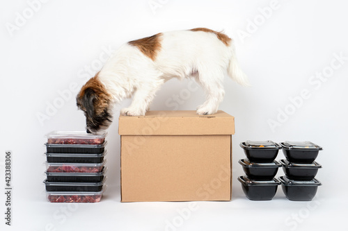 Fotografie A cute Jack Russell Terrier broken puppy lies next to containers and boxes of meat on a white background