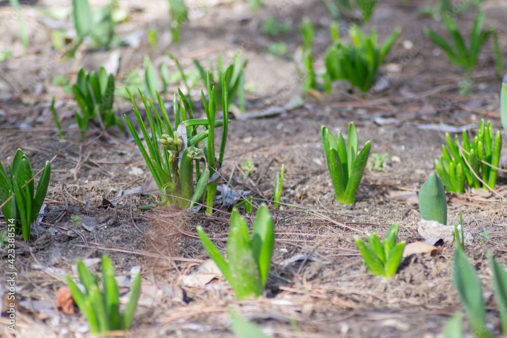 Hyacinth and other flower’s sprouts in a row in the garden, bunch of plant's stems, first spring flowers, soil Hyacinth and other flower’s sprouts in a row in the garden, bunch of plant's stems, first spring flowers, soil
