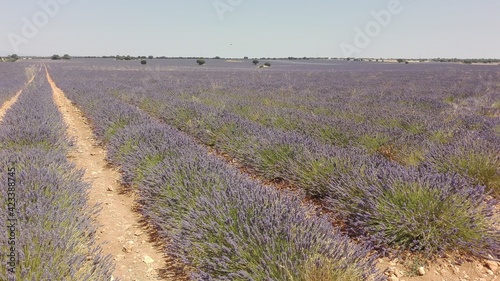 Field of lavender, Spain, España