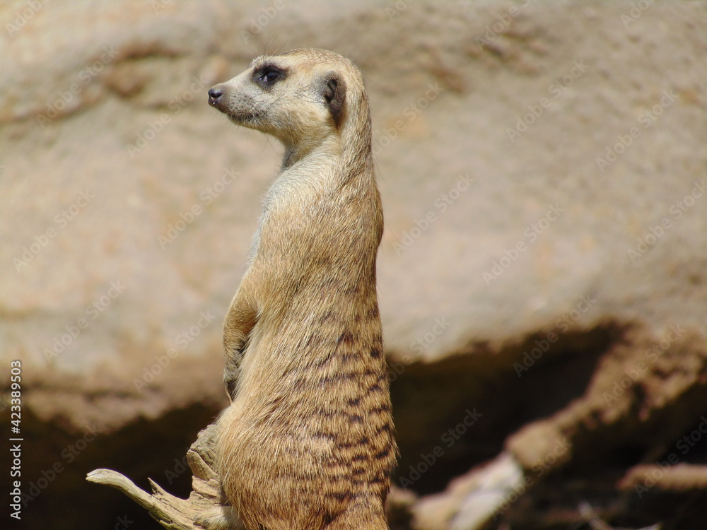 Obraz premium meerkat on guard