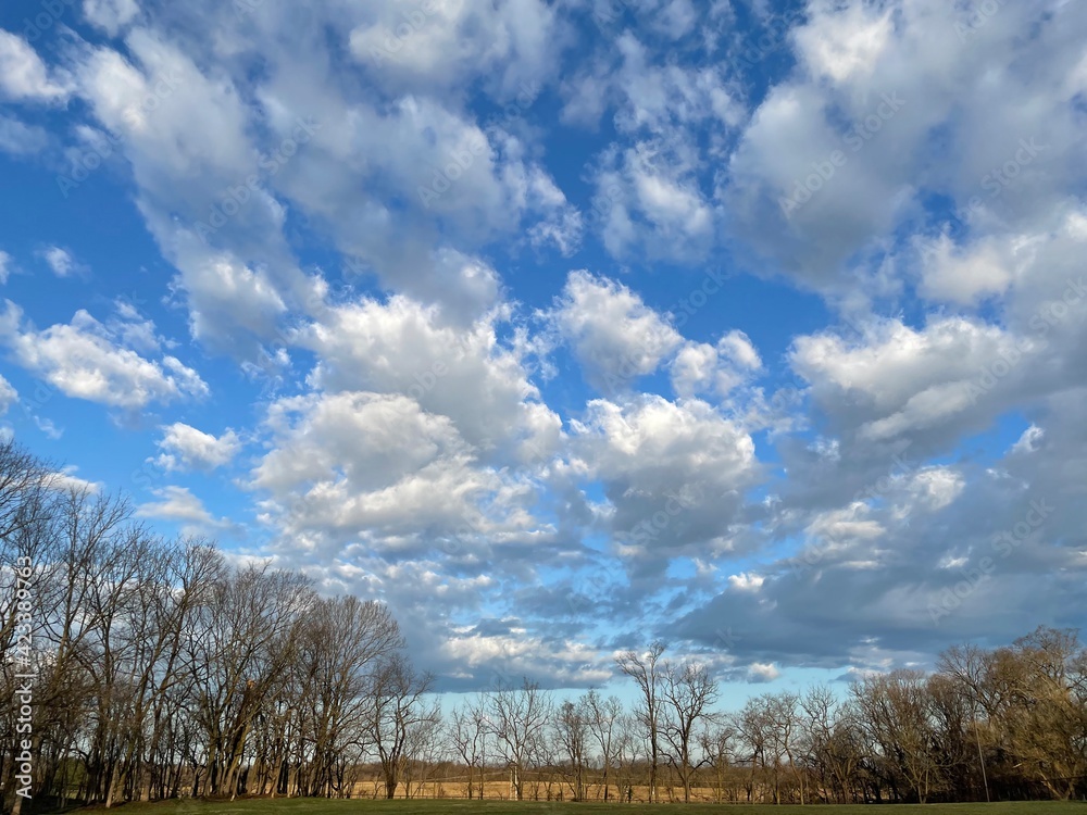 Blue Sky Landscape on Backyard