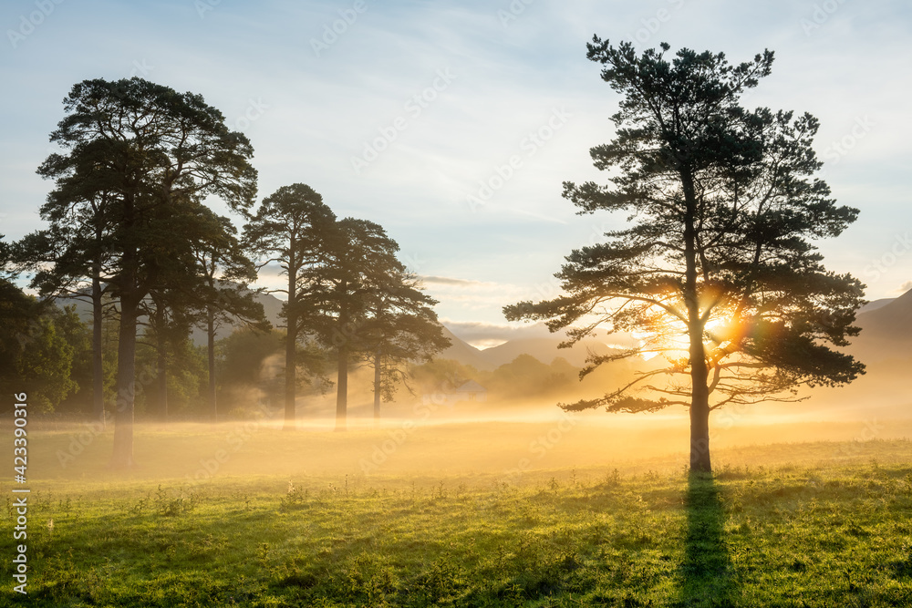 Fototapeta premium Morning sunlight shining through trees in a misty countryside field taken in British Summer. Lake District, UK.