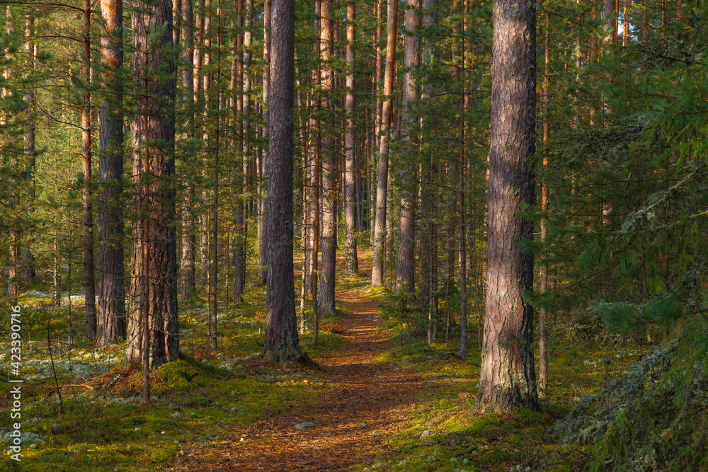 Fototapeta premium Path in beautiful pine forest lit by the sun. Estonia.