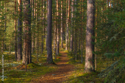 Path in beautiful pine forest lit by the sun. Estonia. © yegorov_nick