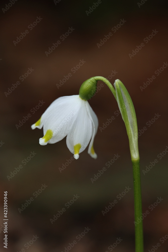 Nahaufnahme eines Maiglöckchens - Frühlingszeit Details Blumen isoliert Nahaufnahme eines Maiglöckchens - Frühlingszeit Details Blumen isoliert