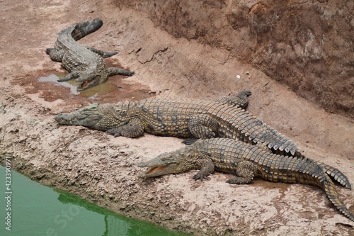 Couple crocodiles