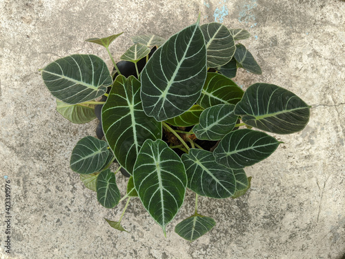 Alocasia reginula black velvet plant, top view shot photo