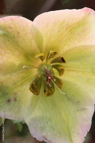 Makroaufnahme kleine gelbe Blume Frühling Detail Garten