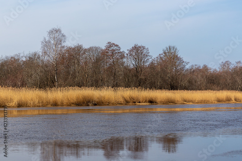 Coastal scene at the river Gauja estuary with bushes, reeds, trees in March 2021 in Carnikava in Latvia