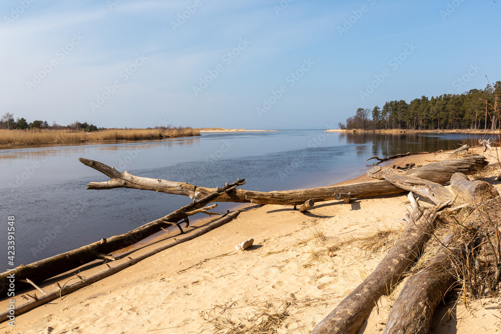 Coastal scene at the river Gauja flowing into the Baltic sea with surrounding fallen trees and reeds in spring in March 2021 in Carnikava in Latvia