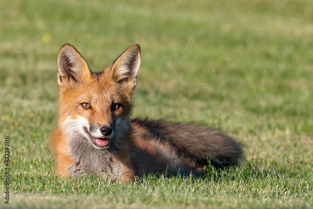 Fototapeta premium Red Fox Kit Laying on Grass - taking a quick breather during play with its siblings