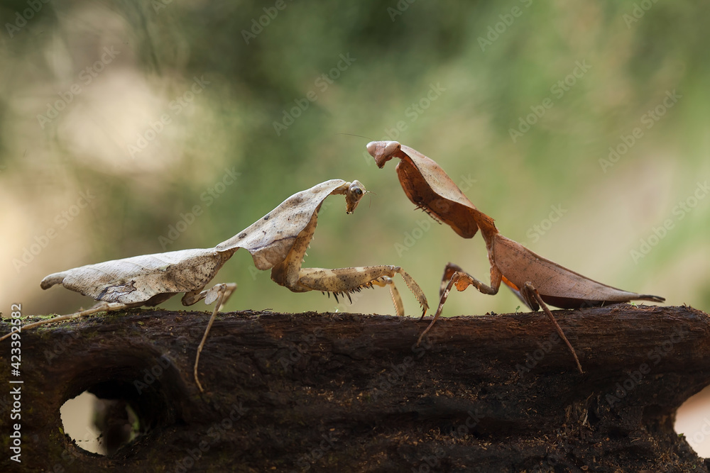 deroplatys truncata and deroplatys lobata in nature