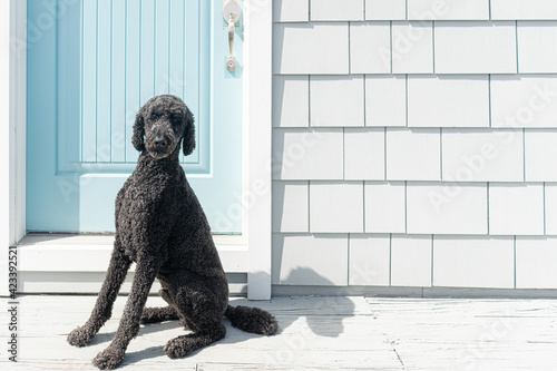 obedient black standard poodle dog sitting near a blue house door