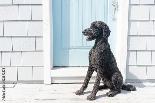 Foto Portrait of black standard poodle dog against a residential blue door