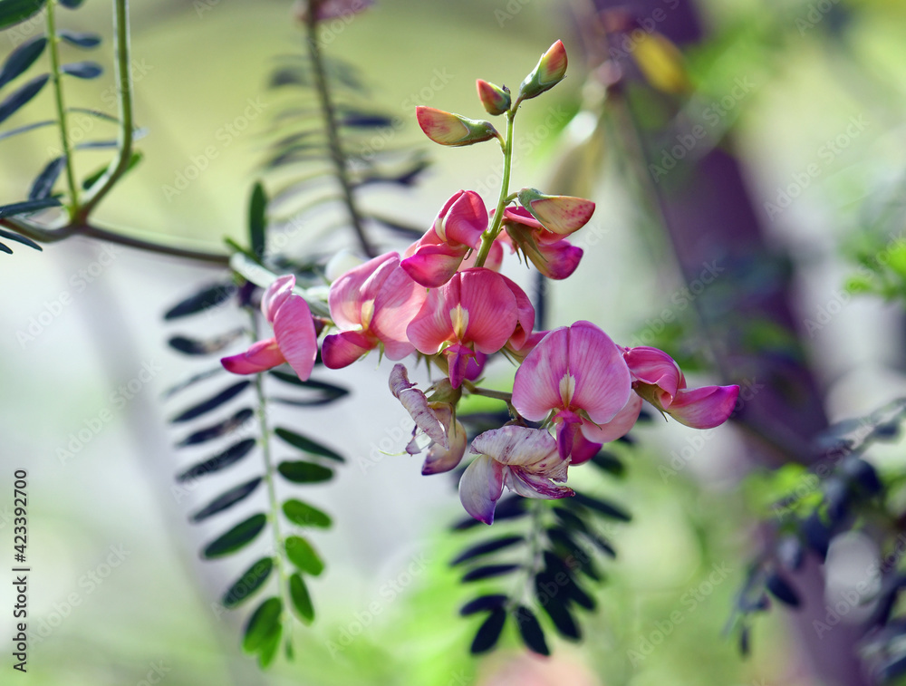 Colorful pink peach flowers of Australian Indigo, Indigofera australis,  family Fabaceae. Widespread in woodland and open forest in New South Wales,  Queensland, Victoria, SA, WA and Tasmania фотография Stock | Adobe Stock