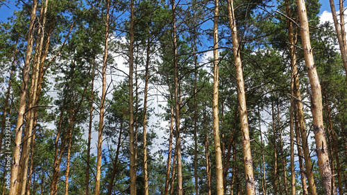 Trunks of pine trees against the sky