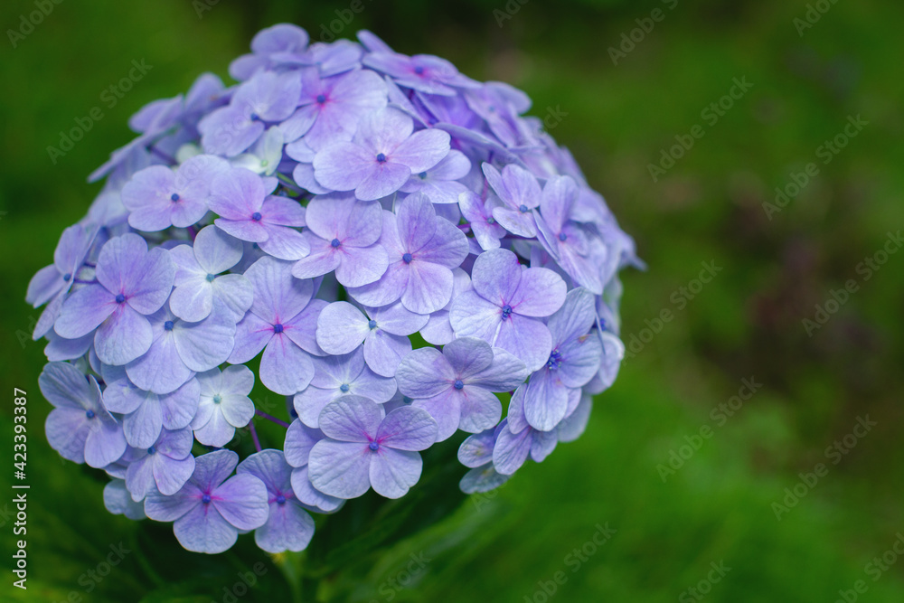 Beautiful purple hydrangea macrophylla flowers Beautiful purple hydrangea macrophylla flowers