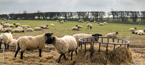 Many sheep eating form a metal feeder on green open land. Wolly livestock on a farm eating hay together.