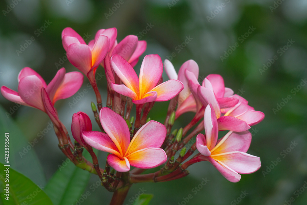 Fototapeta premium Close-up shots of beautiful frangipani flowers on the top of the tree