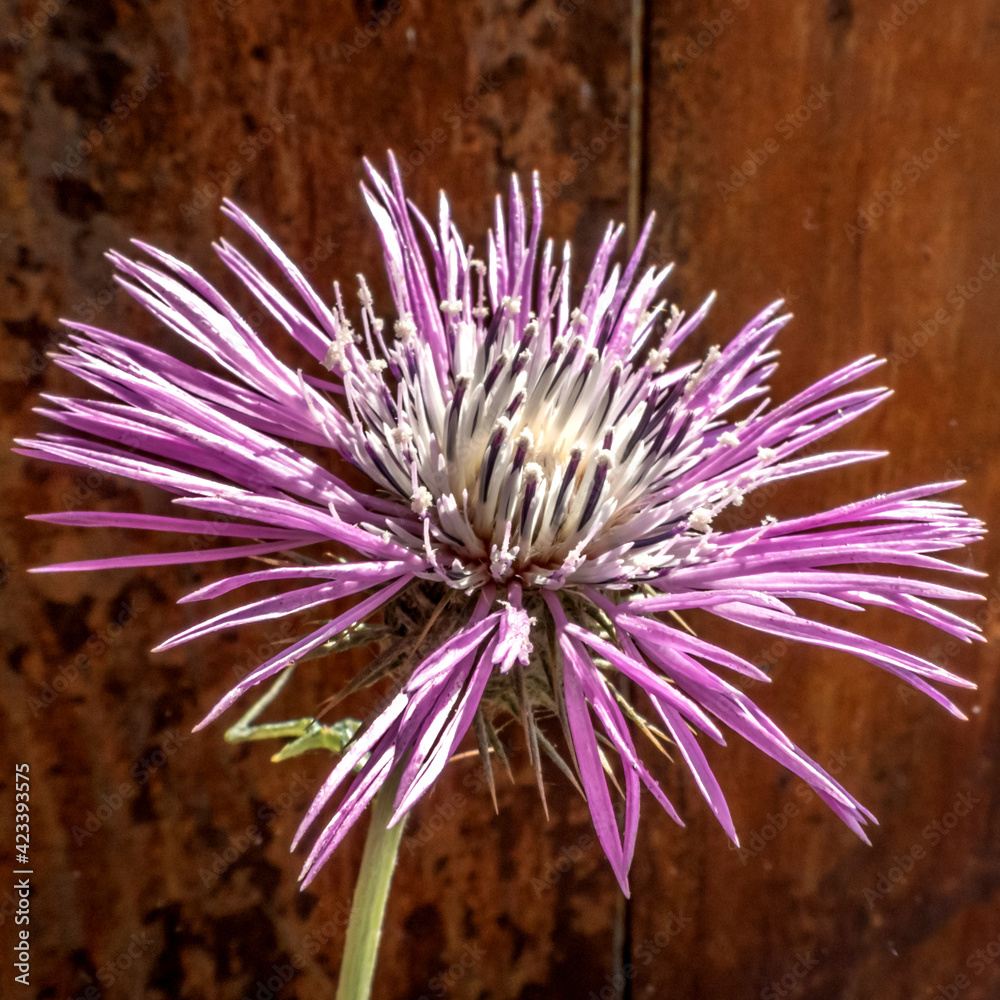 Obraz premium chardon