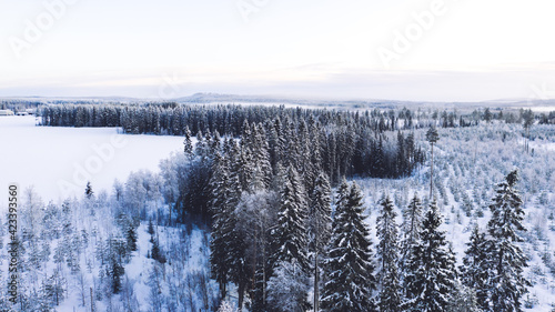 Lush snowy trees on land in winter