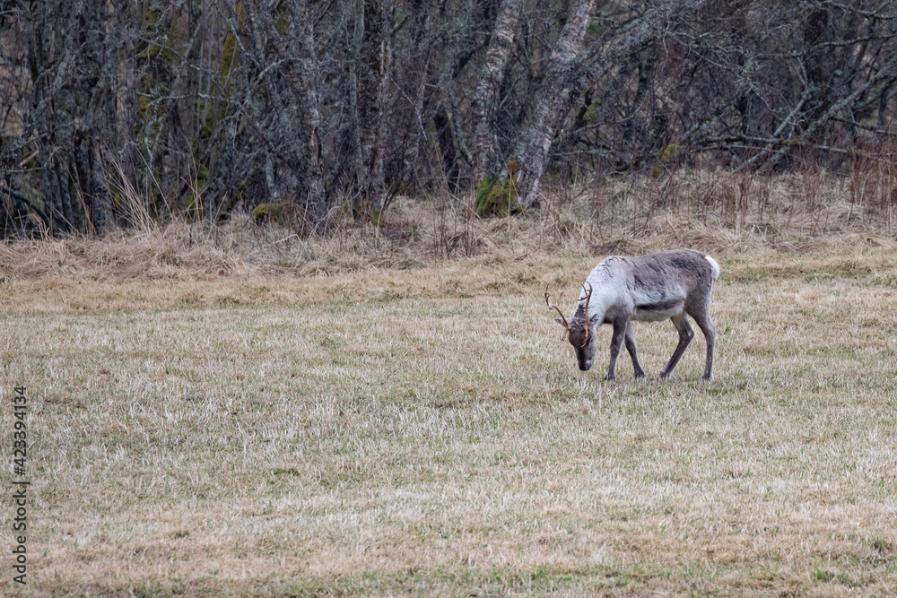 Reindeer on pasture,Helgeland,Nordland county,Norway,scandinavia,Europe Reindeer on pasture,Helgeland,Nordland county,Norway,scandinavia,Europe