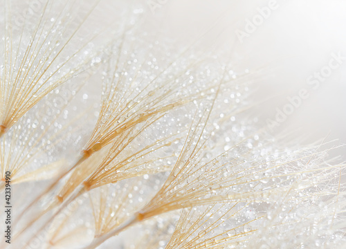 soft background of dandelion in a drop of water, natural background photo