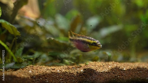 Swimming fish in a freshwater aquarium photo