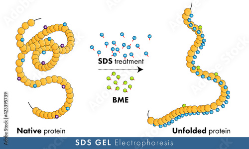 Mechanism of denaturation of protein using SDS.