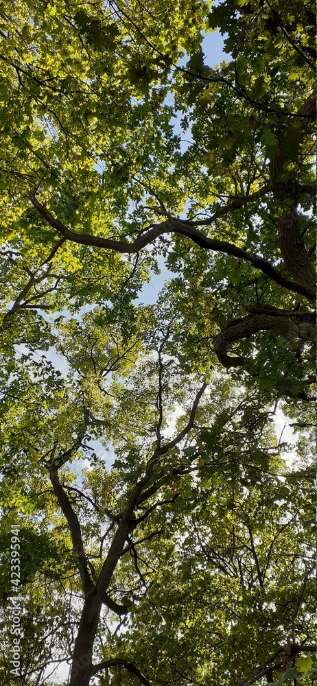 Obraz premium Canopée