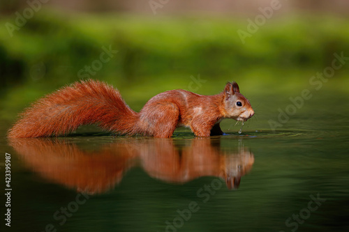 Eurasian red squirrel (Sciurus vulgaris) searching for food in the forest in the South of the Netherlands. 