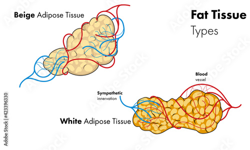 White and beige adipose Tissue or fat tissue vector