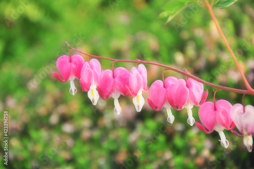 close up of bleeding heart or Asian bleeding-heart flowers in a lovely shape of red hearts with sunlight background.