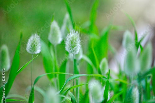 Lovely Lagurus ovatus grass plant growing in the garden in spring and summer season with soft green background.