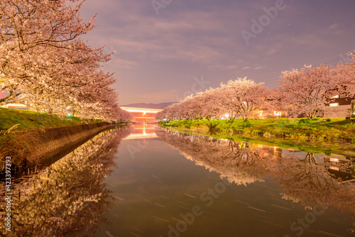糸島市池田川河川敷の夜桜