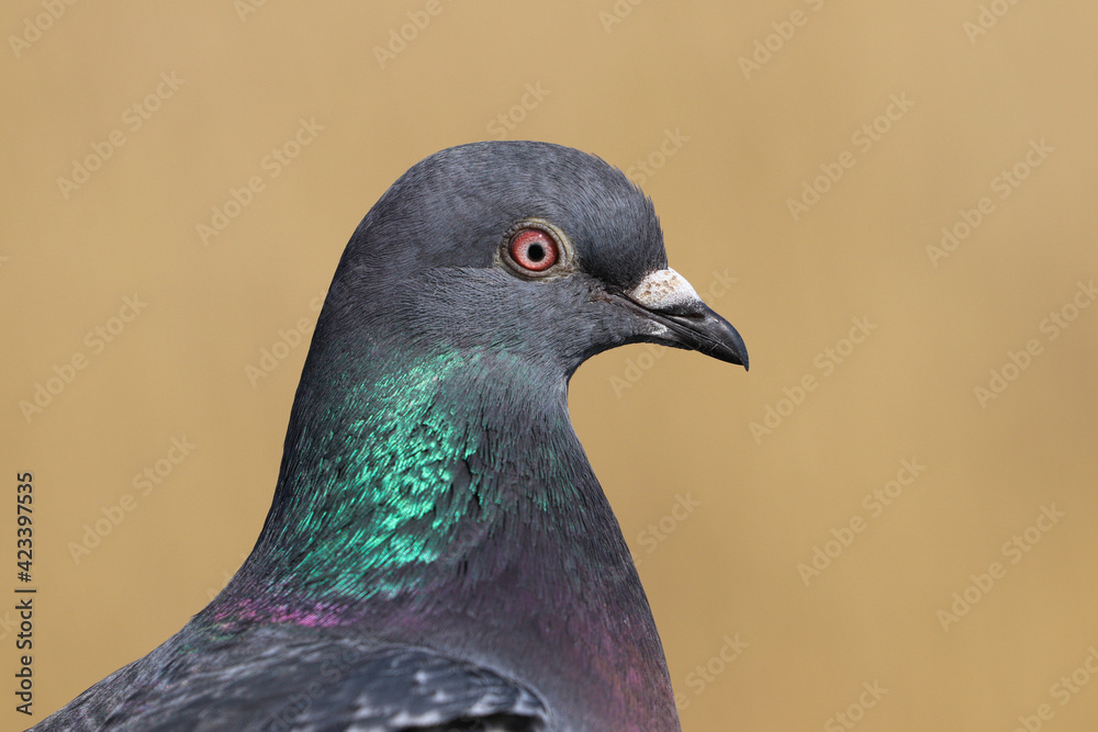 Close up head and shoulders of a wild pigeon, rock dove (Columba livia). Close up head and shoulders of a wild pigeon, rock dove (Columba livia).