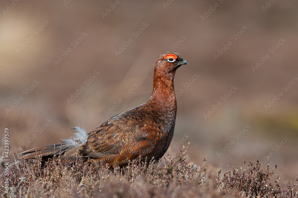 Red Grouse (Lagopus lagopus scotica) in the heather moorland of the Peak District Red Grouse (Lagopus lagopus scotica) in the heather moorland of the Peak District