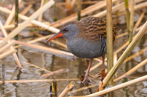 Close up of a Water Rail, Rallus aquaticus, bird hunting amongst the reeds, UK.