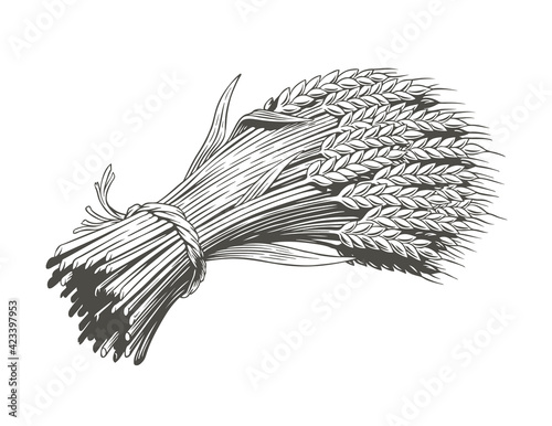 Bunch of wheat isolated on white background, engraving, black and white vector illustration