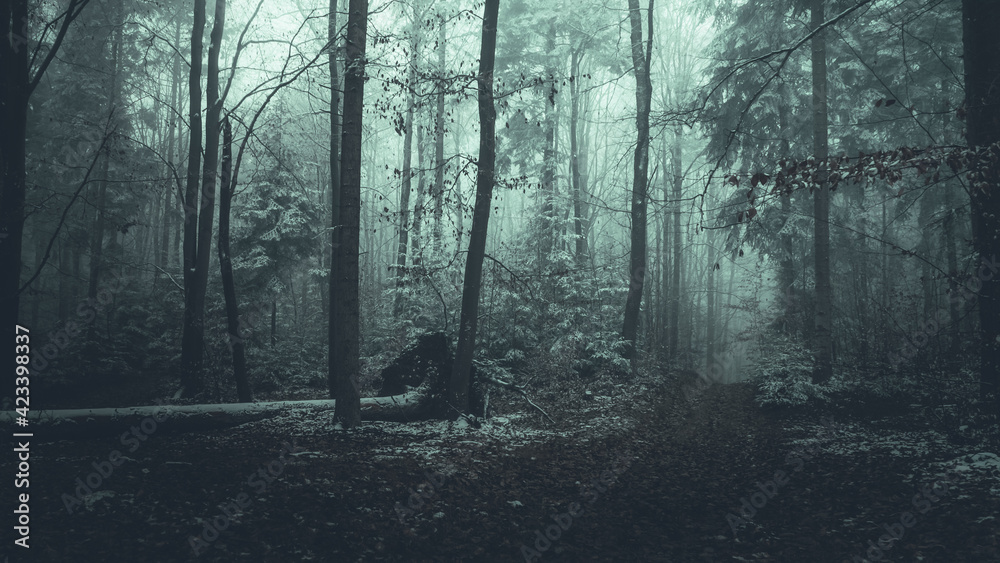 Obraz premium Las we mgle