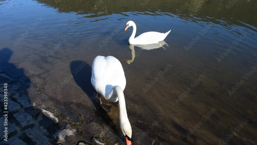 Schwan streckt den Hals ganz weit nach oben