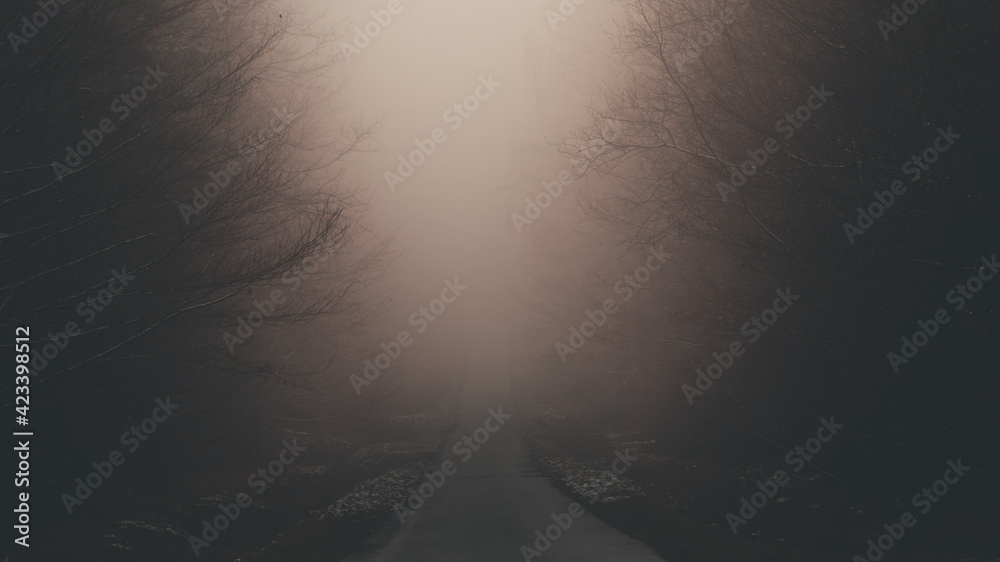Leśna droga w gęstej mgle. - obrazy, fototapety, plakaty 